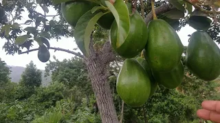 PONLE ESTO A TU AGUACATE PARA TENER MUCHOS FRUTOS