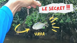 Pêche Guyane - Acoupa Rivière au vif