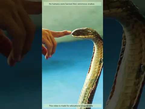 कैसे पता करें कि सांप जहरीला था या नहीं 😲 #amazingfacts #snake @AkashParihar