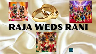 Adorable Puppy Wedding | Raja Aur Rani Ki Shaadi |Abrar's Entry