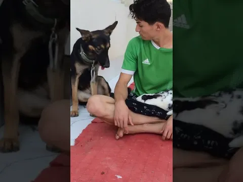 مشاجرة الكلب والأرنب ماتخلص عند صلبوخ 😫🔥