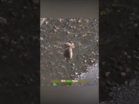 पहाड़ी बकरी ने तेंदुए के डर से पहाड़ से सलांग लगाई। | Mountain Goat Vs Leopard | #animals | #shorts