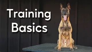 Master the Basics of Working Dogs