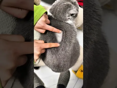 This Cat Has Magical Fur! #shortvideo