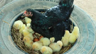 Amazing 30Eggs Hatching With a Black Hen in Car Wheel _ New 30Baby Chickens Born