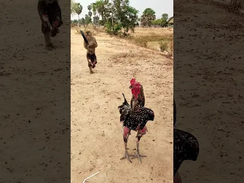 lovely Animals Are Famous, Best SokYaa Video #shorts