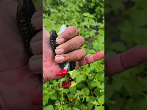 Five colored fish💥🐠🐟fish #scorpion #millipede #monkey #shorts #frog #dogs #insects #nature #crab