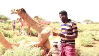 wariye soo tabinaya rati iyo hal iswasaya oo la isku haayo daawo