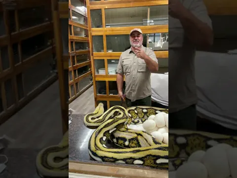 Giant Python Bit Me in the Face 😳 full video on my channel 😬