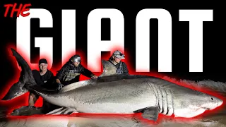 The Largest Great White Shark Ever Caught From Shore on Film