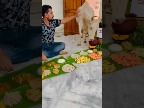 Gaumata Ji K Saath Bhojan Karne Ka Saubhagya Mila 🙏🏻 #gaumata #gauseva #radheradhe #krishna