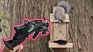 Squirrel Hunting w/ the most Accurate Crossbow & Bolt Combination I've Ever Used
