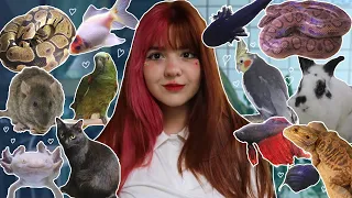 TODOS OS MEUS ANIMAIS EM UM VÍDEO (+80) *meu zoo* - Uni