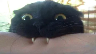 Funny cat videos😆 Funny animal videos - Funny animals #89