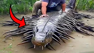 RUN IMMEDIATELY If You See This Animal in The River! 😨