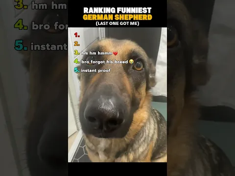 Ranking Funniest German Shepherd Clips