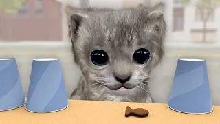 Cats playing the shell game