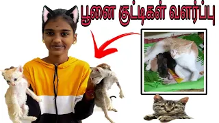 Cat in tamil /kittens  in our house /பூனை குட்டிகள் வளர்ப்பு /cats #Dspbirds #kittens/cat tamil 🐈🐈😾