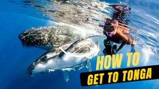 How to Get to Vava'u, Tonga for Humpback Whale Swimming