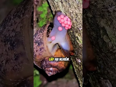 Tại sao bạn nên làm điều này nếu tìm thấy những "chùm nho hồng" ở ruộng ?🍇😲
