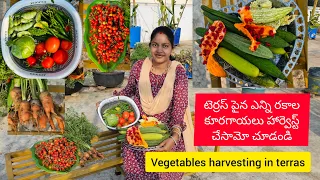 టెర్రస్ పైన ఎన్ని రకాల కూరగాయలు హార్వెస్ట్ చేసామో చూడండి/#vegetables /#harvesting /#terracegarden