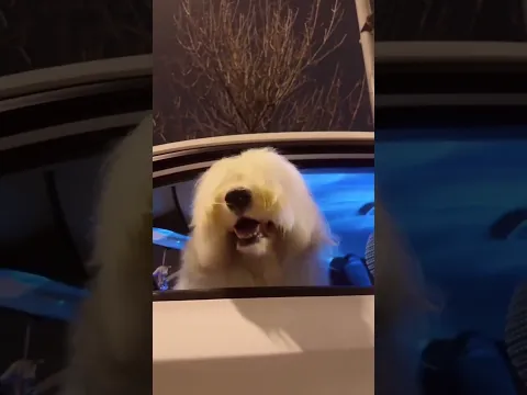 Does your dog have some dance moves too ? 👇 #shortsfeed #shorts