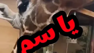 قطط وحيوانات بتتكلم مسخرة #قطط #خدلك_ضحكه_مع_اسامه #كوميدي #حيوانات مضحكه #ضحك #مضحك #كوميديا #قرش