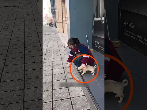When a Little Girl Became Her Puppy’s Personal Trainer 😄