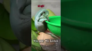 sapinhos que nos entendem 6