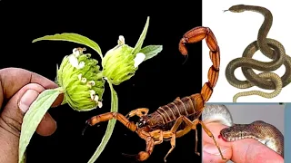 यमराज से भी लड़ कर बचा लेगी जान,यह चमत्कारी जंगली जड़ी बूटी