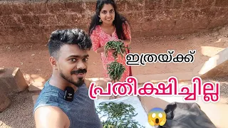 വീട്ടിലെ കുരുമുളക്/ഇത്രയും കിട്ടിയോ#youtube #SVThalasserycouple #vlog