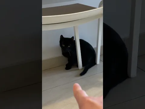 Cea mai *NORMALA* pisica neagra 🐱
