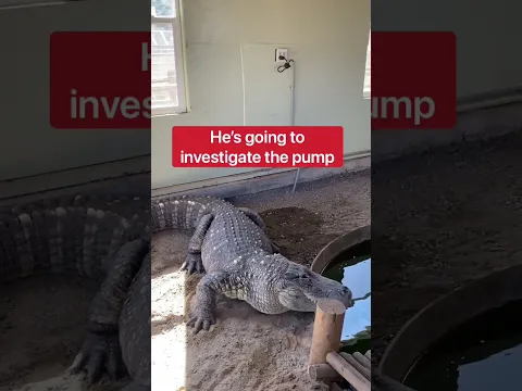 Draining Alligator Pool With Giant Alligator! 😱🐊 #shorts #alligator