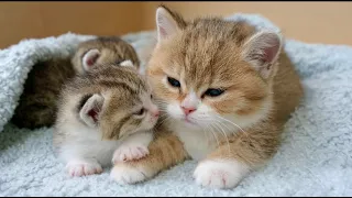 [AI Healing] Kittens Sleeping Next to Their Mother🐱❤️