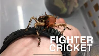 Daily bug show | Episode 1 | Fighter cricket