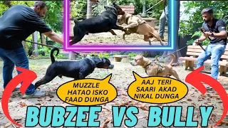 Bubzee Vs Bully:Clash of Titans | German Rottweiler Bubzee Face Off  w/ American Bully @amanandbully