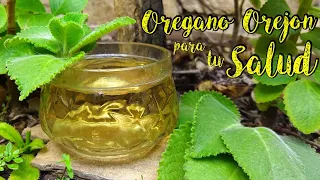 Orégano Orejón para tu Salud