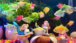 The Most Satisfying and Relaxing Colorful Fish Aquarium That Looks Like a Dream! 😍🌿 | Part 13