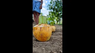 மாமா எதுனா தப்பா ஆகிடப்போகுது 🤤 Fresh Coconut Chicken Recipe || mr.vf#shorts