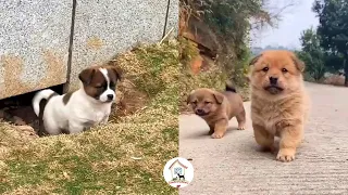 😺😍😘EPS5 Cutest Puppy Dogs Video Compilation 2022 Best Moments Of Cute Dogs Life - CuteAnimalShare