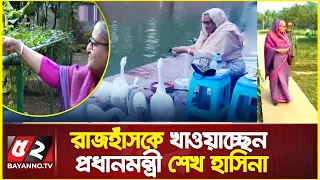রাজহাঁসকে খাওয়াচ্ছেন প্রধানমন্ত্রী শেখ হাসিনা | প্রশংসায় ভাসছে টুইটার | Sheikh Hasina | GanaBhaban