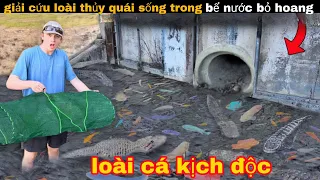 Phát hiện Loài Cá Ma Cà Rồng Kịch Độc Khỏi bể Nước Bị Bỏ Hoang || review giải trí đời sống