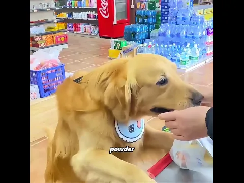 This is the smartest dog I have ever seen #pets #cute #funny #shorts