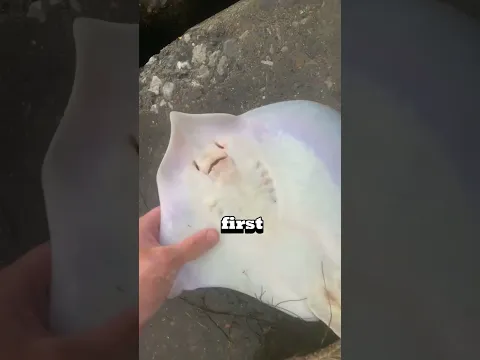 Never TICKLE this animal! 😳