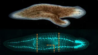 PLANARIA | Animal Inmortal