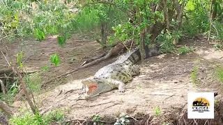 Crocodiles In AFrica, Uganda... Along the river Nile