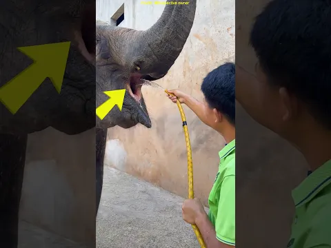 Why Elephants Prefer Drinking Water with Their Trunks! #shorts