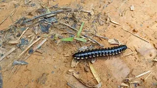snake louse ??? name given to this centipede here in brazil piolho- de -cobra  polydesmida #natureza