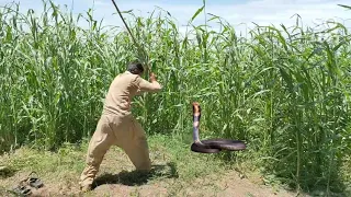 A man killed the snake and the other chased them | king Cobra tv