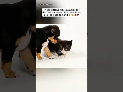 Kittens meet puppies for the first time and it’s adorable 🐱🐶💞